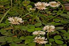 Trifolium repens